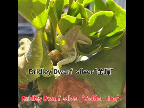 P.ridley Dwarf  silver "金環"