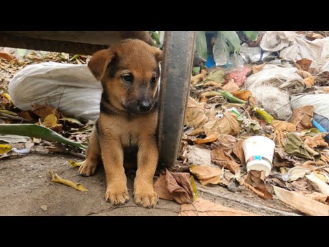 From Landfill to Love – The Incredible Journey of a Puppy Given a Second Chance!