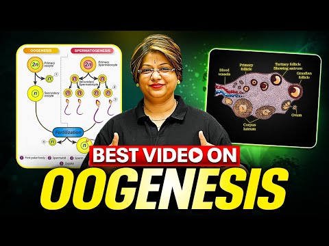 OOGENESIS - Quick Revision in 28 Minutes | Class 12th Zoology | PhysicsWallah