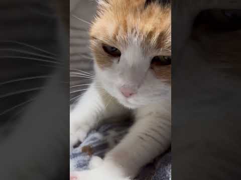 【三毛猫】仕事が丁寧なミケ