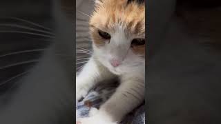 【三毛猫】仕事が丁寧なミケ