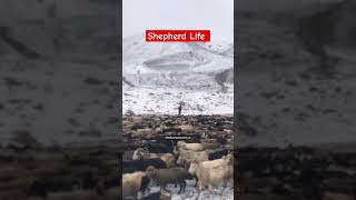 Shepherd Life || Shimshal Pamir #trending #viral #fypシ #fyp #shorts #1million