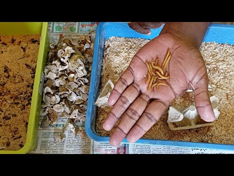 How To Breed Mealworms Easily At Home  | Mealworms Life Cycle | How To Care Mealworms in Tamil