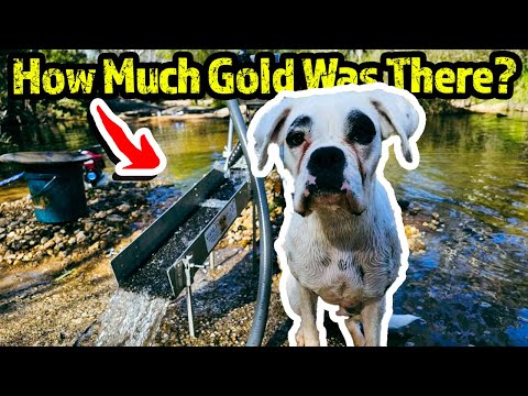 Reedy Creek Gold Sluicing Clean-Up - How Much Gold Did I Recover?