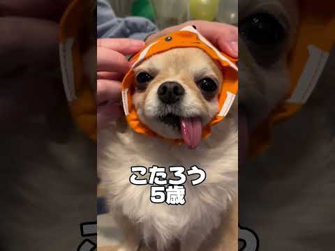 ねこちゃんの被り物何が出るかな？【チワワ多頭飼い】 #dog #犬#chihuahua #shorts