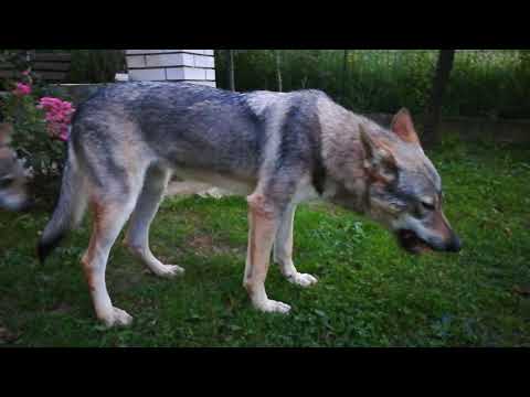 Czechoslovakian Wolfdog "APOLÓNIA Ozvena hôr" Eat Chicken Back