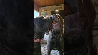 Learning to share its so hard #salmoncreekcanecorso #dogs #canecorso #italianmastiff #mastiff