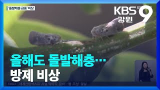 올해도 돌발해충…방제 비상 / KBS  2023.06.14.