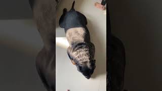 My talented dog🐶|Rottwailer dog|Rottwailer the bruzzo|#rottwailer#dog#viral#shorts