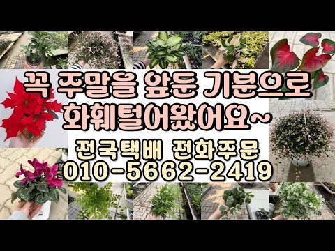 주말을 앞둔 기분으로 화훼에 다녀왔어용!