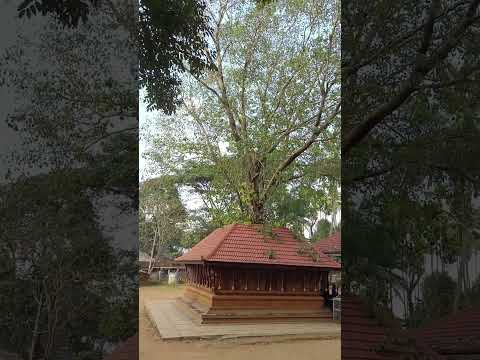 വയനാട് തോണിച്ചാലിലെ ശ്രീ മലക്കാരി ശിവക്ഷേത്രത്തിന്റെ മനോഹര ദൃശ്യം