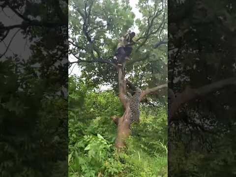 open tiger 🐅 attack catching  jungle  VFX funny 😱 my Village #shots #animals #wildlife #viral #tige😱