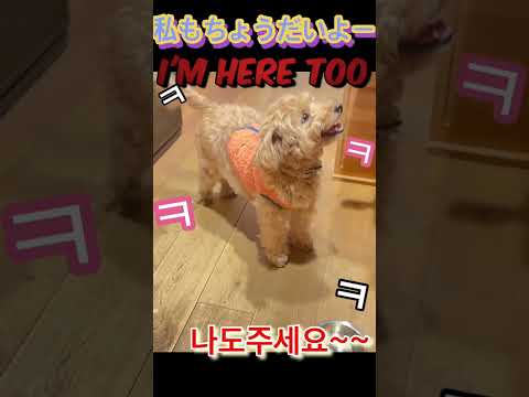 全てを察する犬さん　The dog that knows everything❣️왕눈치로 행동하는 진정넌사람?강아지?#short