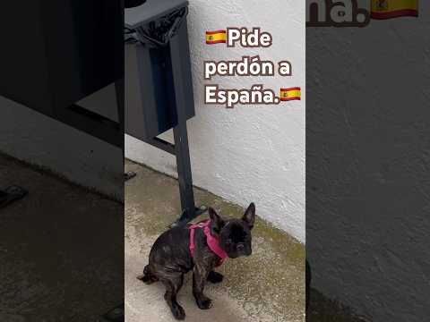 🇪🇸🇫🇷French Bulldog Poops in Spanish Town #frenchbulldog #mastínespañol #shorts