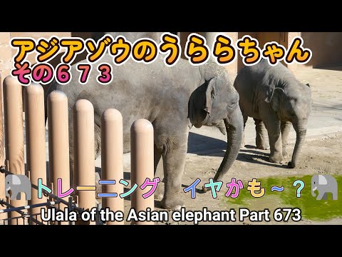 アジアゾウのうららちゃん（６７３）🐘トレーニング　イヤかも～？🐘（東山動植物園）Ulala of the Asian elephant Part 673