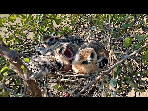 Some thing stuck in young baby kite bird and he's screaming @BirdPlusNest