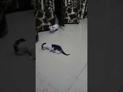 #cat #catlover #catvideos #