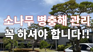 소나무 각종 병충해 종류와 방제방법 등을 알아보고 효과적인 살포 방법 소나무 관리방법