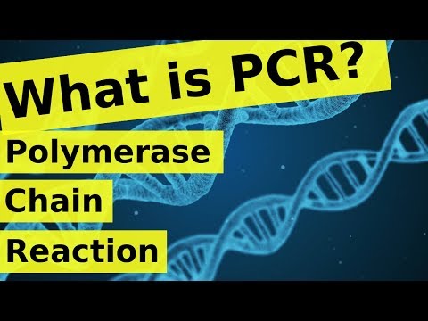 What is Polymerase Chain Reaction? | PCR Explained