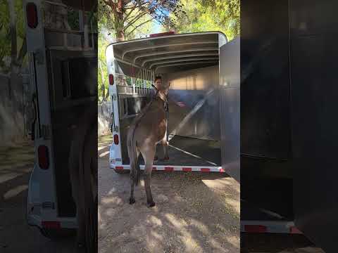 Mozzie 's owner practicing trailer loading. #donkeytraining #blmburro #trailer #trailerloading