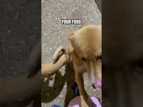 Food now  🤣 Dogs Playing Funny Video 7334 #pug #dog #cute #puppy #pets #funny #goldenretriever