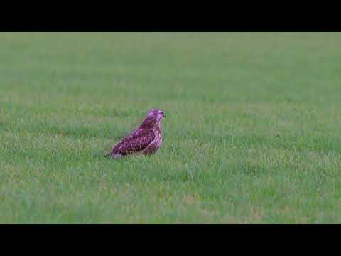 Common Buzzard (Buteo buteo) eating earthworms - Vessem (Netherlands) 29-1-2025