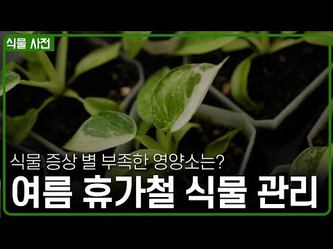 여름인데... 안하셨어요? 여름철 식물 관리 가이드