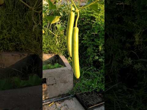 Bulk of Bottle Gourd