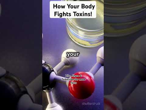 Phase I Detoxification: How Your Body Fights Toxins! #ytshorts #facts