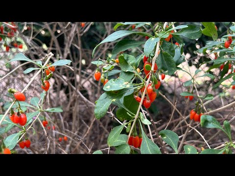 Home garden - How it looks Goji berry