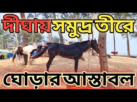 Digha গিয়ে এবার ঘোড়াদের Disturb করে এলাম! একদম সমুদ্রের তীরেই রয়েছে আস্তাবল। Travel with Sulagna