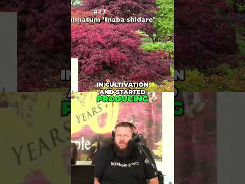 Discover Acer palmatum Inaba shidare The Ultimate Red Laceleaf Japanese Maple