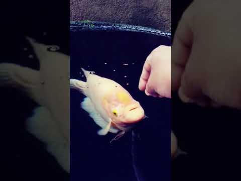 feeding to my giant gourami fish. feeding to fish