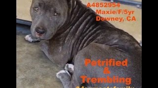 *MURDERED! RIP!Downey A4852954 Maxie Petrified and shaking.. so sad :(