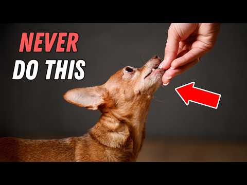 10 DANGEROUS mistakes every Chihuahua owner must avoid