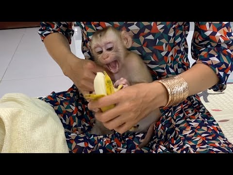 Little Baby Boy Sit Eats Banana and Mom Wears A New Diaper Look So Cute