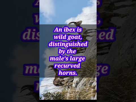 Ibex Goat #science #sciencefacts #shorts