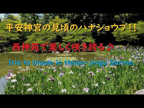 【4K】平安神宮のハナショウブ、西神苑を美しく彩る♪【Iris to bloom in Heian-jingu Shrine.】