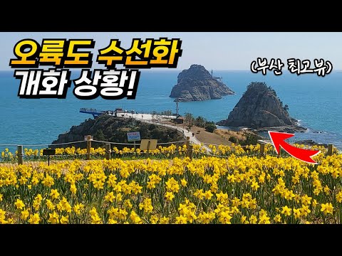 부산 오륙도 해맞이공원 수선화 개화상황! | 대중교통 당일치기 국내여행 | Sping season in Busan, Korea