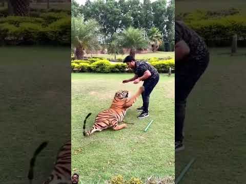 #tiger #bengaltiger #lion #banglatigers #animals #wildlife #funny #music #hiphop #tamed