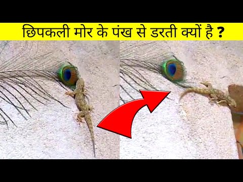 99 % लोग ये बातें नहीं जानते / MOST interesting FACTS about the WORLD