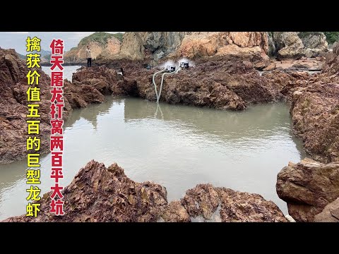 【阿向趕海】價值200的倚天屠龍打窩 竟然引來成群鯊魚和石斑 擒獲巨型龍蝦 一條價值500+