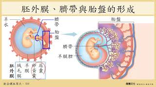 108選生三 5-2_胚胎發育