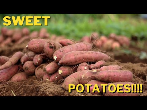 Harvesting Sweet Potatoes!!!!