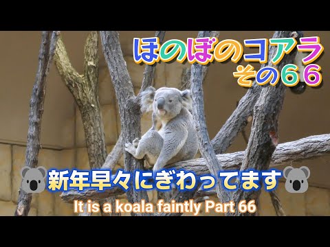 ほのぼのコアラ　その６６　🐨新年早々にぎわってます🐨（東山動植物園）It is a koala faintly Part 66