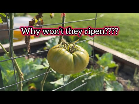 Why Won’t my Tomatoes Ripen on the Vine?!? Plus, September Garden Tour! #cooking #howto #growth