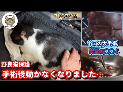 【老野良猫保護】お口の大手術！帰宅後出血、動かない野良猫パンちゃん回復まで