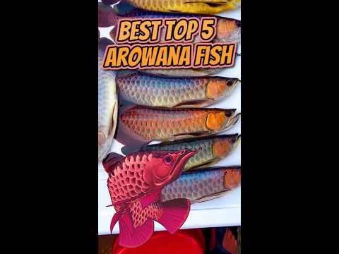 Best Top 5 Arowana Fish 🐙🪸 🐡 🐠 🐟