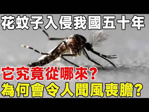 花蚊子入侵我國五十年，它究竟從哪來？ 為何會令人聞風喪膽？#科普頻道 #科普