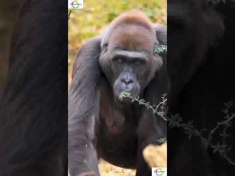 Facts About Female Gorillas !! #shorts #shortsfeed #wildlife #gorilla #weirdanimals #facts